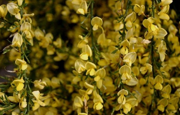 Cytisus praecox